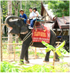 Elephant Trekking