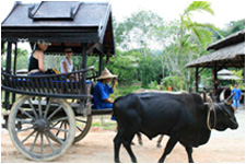 Ox-Cart Riding